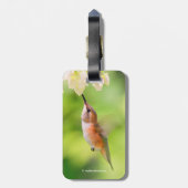 Rufous Hummingbird Sips Blueberry Blossom Nectar Bagagelabel (Achterkant verticaal)