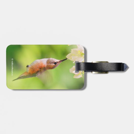 Rufous Hummingbird Sips Blueberry Blossom Nectar Bagagelabel (Achterkant horizontaal)