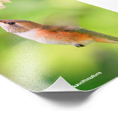 Rufous Hummingbird Sips Blueberry Blossom Nectar Foto Afdruk (Hoek)