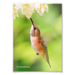 Rufous Hummingbird Sips Blueberry Blossom Nectar Foto Afdruk
