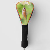 Rufous Hummingbird Sips Blueberry Blossom Nectar Golfheadcover (Voorkant)