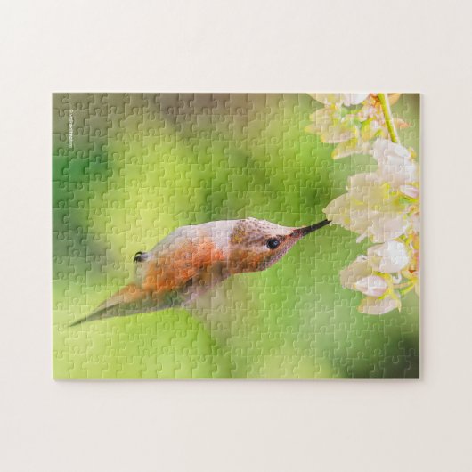 Rufous Hummingbird Sips Blueberry Blossom Nectar Legpuzzel (Horizontaal)