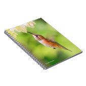 Rufous Hummingbird Sips Blueberry Blossom Nectar Notitieboek (Rechterzijde)