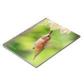 Rufous Hummingbird Sips Blueberry Blossom Nectar Notitieboek (Linkerzijde)