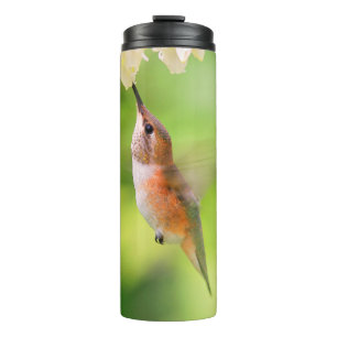 Rufous Hummingbird Sips Blueberry Blossom Nectar Thermosbeker