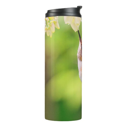 Rufous Hummingbird Sips Blueberry Blossom Nectar Thermosbeker (Gedraaid links)
