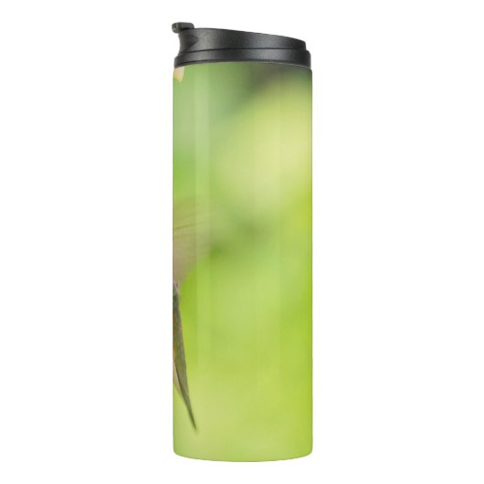 Rufous Hummingbird Sips Blueberry Blossom Nectar Thermosbeker (Geroteerd rechts)