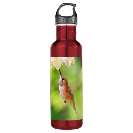 Rufous Hummingbird Sips Blueberry Blossom Nectar Waterfles (Voorkant)