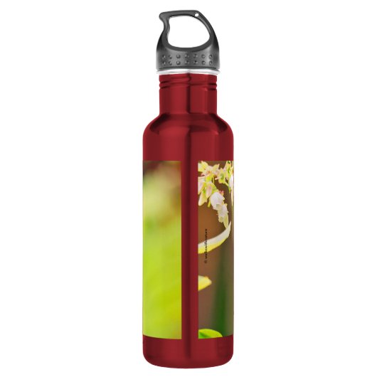 Rufous Hummingbird Sips Blueberry Blossom Nectar Waterfles (Achterkant)