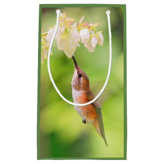 Rufous Hummingbird Sips Blueberry Flower Nectar Klein Cadeauzakje (Voorkant)