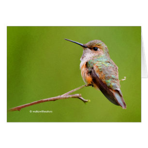 Rufous Hummingbird Sitting in California Lila