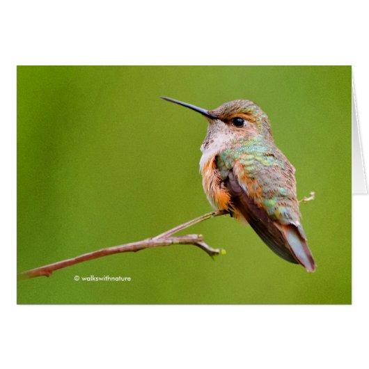 Rufous Hummingbird Sitting in California Lila (Voorkant Horizontaal)