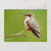 Rufous Hummingbird Sitting in California Lila Briefkaart (Voorkant)