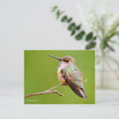 Rufous Hummingbird Sitting in California Lila Briefkaart (Staand voorkant)