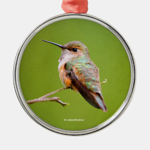 Rufous Hummingbird Sitting in California Lila Metalen Ornament