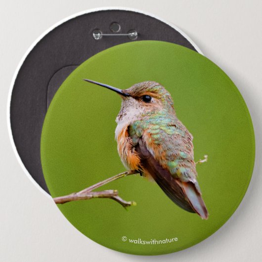 Rufous Hummingbird Sitting in California Lila Ronde Button 6,0 Cm (Voorkant /achterkant)