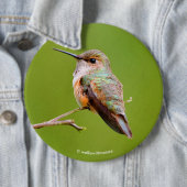 Rufous Hummingbird Sitting in California Lila Ronde Button 6,0 Cm (In situ)