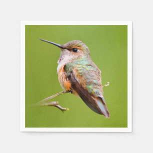 Rufous Hummingbird Sitting in California Lila Servet