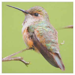 Rufous Hummingbird Sitting in California Lila Stof