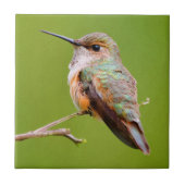 Rufous Hummingbird Sitting in California Lila Tegeltje (Voorkant)