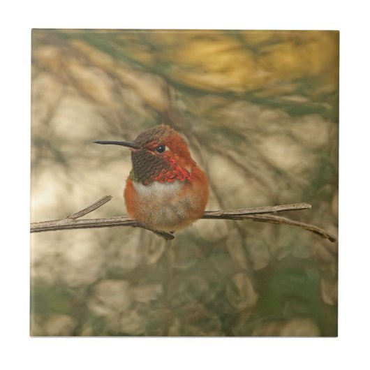 Rufous Hummingbird Sitting Tegeltje (Voorkant)