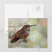 Rufous Hummingbird Tounge Briefkaart (Voorkant / Achterkant)
