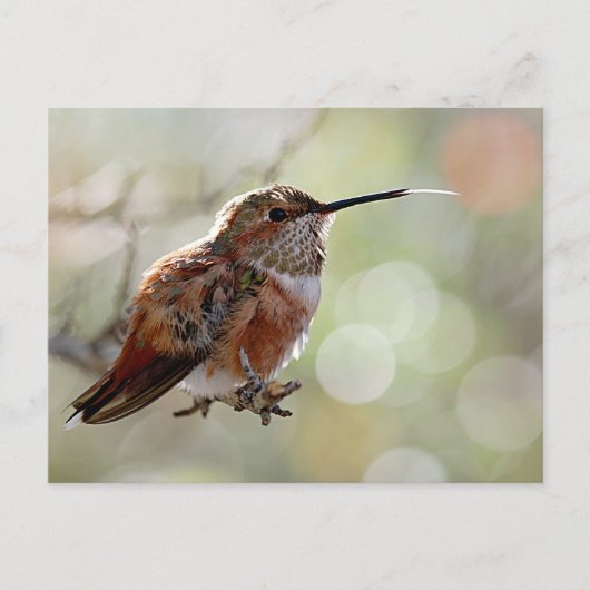 Rufous Hummingbird Tounge Briefkaart (Voorkant)