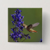 Rufous Hummingbird Vierkante Button 5,1 Cm (Voorkant)