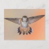 Rufous Hummingbird Wide Open Briefkaart (Voorkant)
