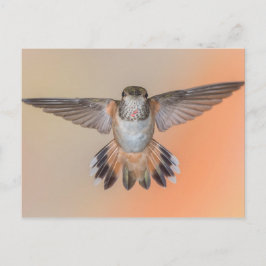 Rufous Hummingbird Wide Open Briefkaart