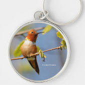 Rufous Hummingbird Zittend op een Twig Sleutelhanger (Voorkant)