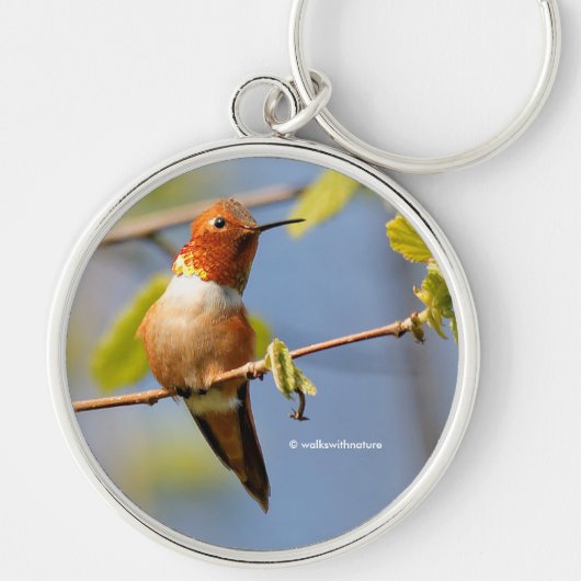 Rufous Hummingbird Zittend op een Twig Sleutelhanger (Voorkant)