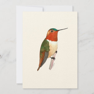 Rufous kolibrie plat Wenskaart Kaart