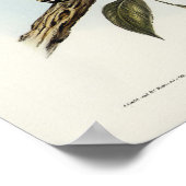 Rufous Owl van Elizabeth Gould Poster (Hoek)