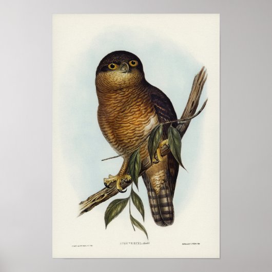 Rufous Owl van Elizabeth Gould Poster (Voorkant)