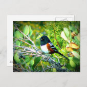 Rufous Side Towhee Sparrow Briefkaart (Voorkant / Achterkant)