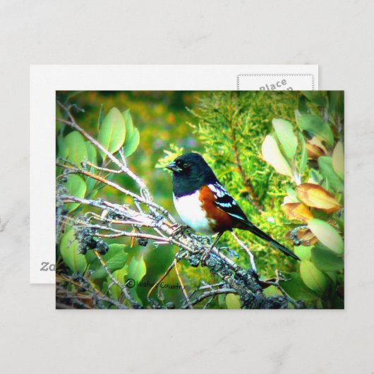 Rufous Side Towhee Sparrow Briefkaart (Voorkant / Achterkant)