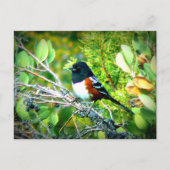 Rufous Side Towhee Sparrow Briefkaart (Voorkant)