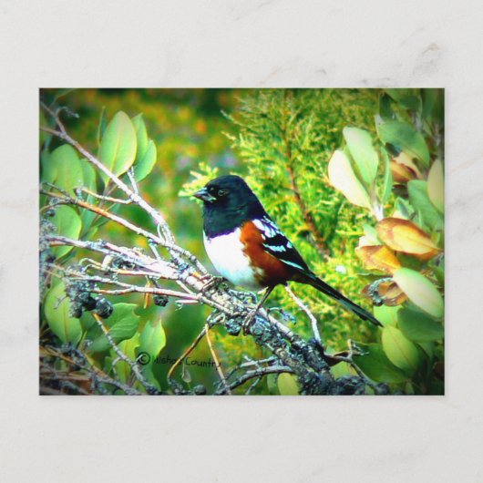 Rufous Side Towhee Sparrow Briefkaart (Voorkant)