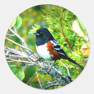 Rufous Side Towhee Sparrow Ronde Sticker
