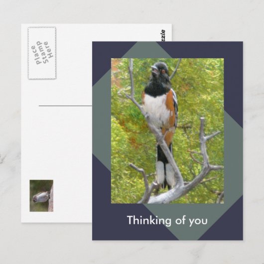 Rufous-Sided Towee Natuur Briefkaart (Voorkant / Achterkant)