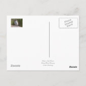 Rufous-Sided Towee Natuur Briefkaart (Achterkant)