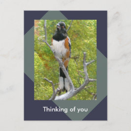 Rufous-Sided Towee Natuur Briefkaart