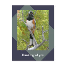 Rufous-Sided Towee Natuur Briefkaart