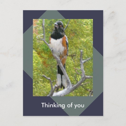 Rufous-Sided Towee Natuur Briefkaart (Voorkant)