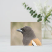 Rufous Treepie Briefkaart (Staand voorkant)