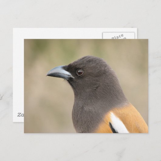 Rufous Treepie Briefkaart (Voorkant / Achterkant)