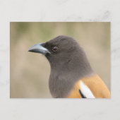 Rufous Treepie Briefkaart (Voorkant)
