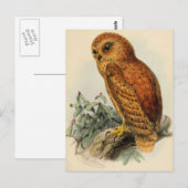 Rufous Vist Owl Illustratie Briefkaart (Voorkant / Achterkant)