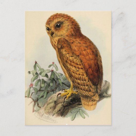 Rufous Vist Owl Illustratie Briefkaart (Voorkant)
